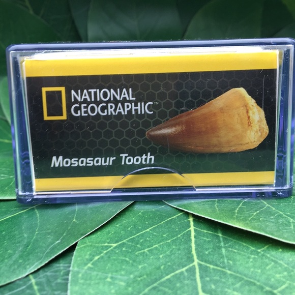 National Geographic Real Dinosaur Tooth-Mosasaur - Picture 2 of 4